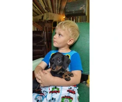 AKC small breed dachshund pups for sale - 2