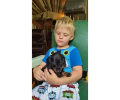 AKC small breed dachshund pups for sale - 3