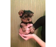 12 week old male Yorkie pup with gorgeous eyes - 1