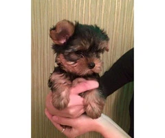 12 week old male Yorkie pup with gorgeous eyes - 2