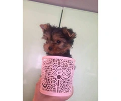 12 week old male Yorkie pup with gorgeous eyes - 3