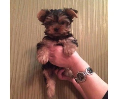 12 week old male Yorkie pup with gorgeous eyes - 4
