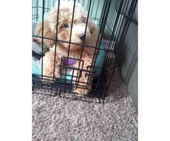 Beautiful no shedding toy poodle puppy
