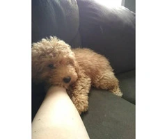 Beautiful no shedding toy poodle puppy - 2