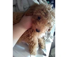 Beautiful no shedding toy poodle puppy - 3