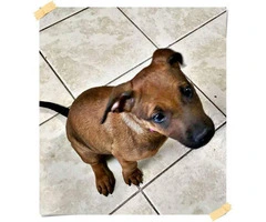 10 weeks old Female Chiweenie puppy for sale