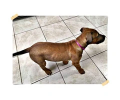10 weeks old Female Chiweenie puppy for sale - 2
