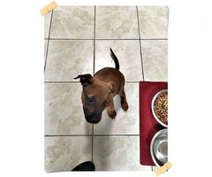 10 weeks old Female Chiweenie puppy for sale - 3