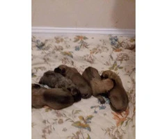 5 girls Akc english mastif puppies for sale