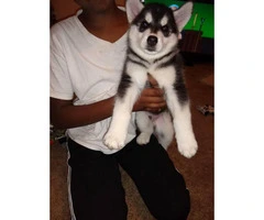 Male happy husky puppy for sale - 1