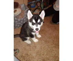 Male happy husky puppy for sale - 2