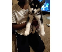 Male happy husky puppy for sale - 3