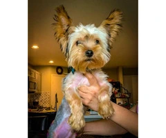 2 male AKC registered Yorkie puppies 5 months old - 1