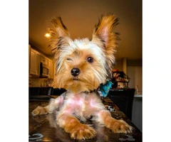2 male AKC registered Yorkie puppies 5 months old - 2