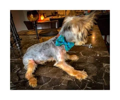 2 male AKC registered Yorkie puppies 5 months old - 3