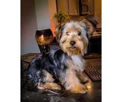 2 male AKC registered Yorkie puppies 5 months old - 4