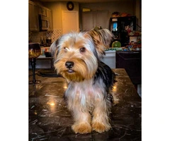 2 male AKC registered Yorkie puppies 5 months old - 5