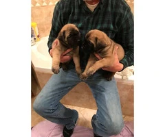 Female English Mastiff puppies for sale - 3
