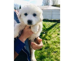 7 Weeks Old All White Great Pyrenees Full Blooded Puppies