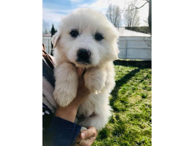 7 Weeks Old All White Great Pyrenees Full Blooded Puppies