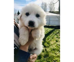 7 Weeks Old All White Great Pyrenees Full Blooded Puppies - 2