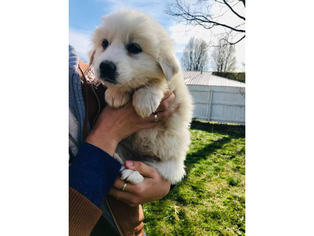 7 Weeks Old All White Great Pyrenees Full Blooded Puppies in