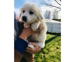 7 Weeks Old All White Great Pyrenees Full Blooded Puppies - 3