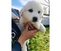 7 Weeks Old All White Great Pyrenees Full Blooded Puppies - 4