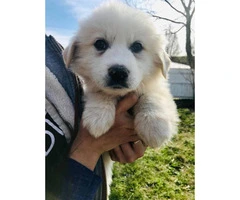 7 Weeks Old All White Great Pyrenees Full Blooded Puppies - 5