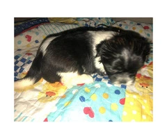 4 Full Blooded Shih Tzu Puppies