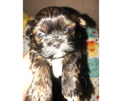 4 Full Blooded Shih Tzu Puppies - 4