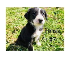 Beautiful Full blooded border collie merle and black & white