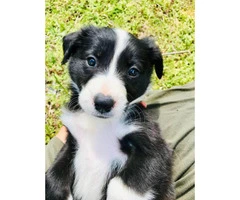 Beautiful Full blooded border collie merle and black & white - 2