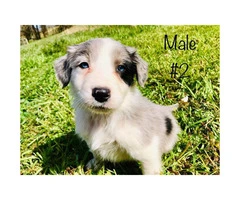 Beautiful Full blooded border collie merle and black & white - 3