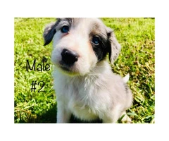 Beautiful Full blooded border collie merle and black & white - 4