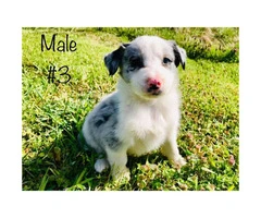 Beautiful Full blooded border collie merle and black & white - 5