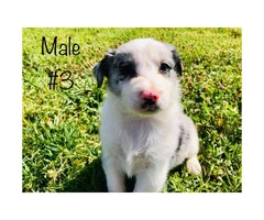 Beautiful Full blooded border collie merle and black & white - 6