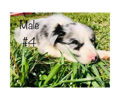 Beautiful Full blooded border collie merle and black & white - 7