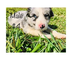 Beautiful Full blooded border collie merle and black & white - 8