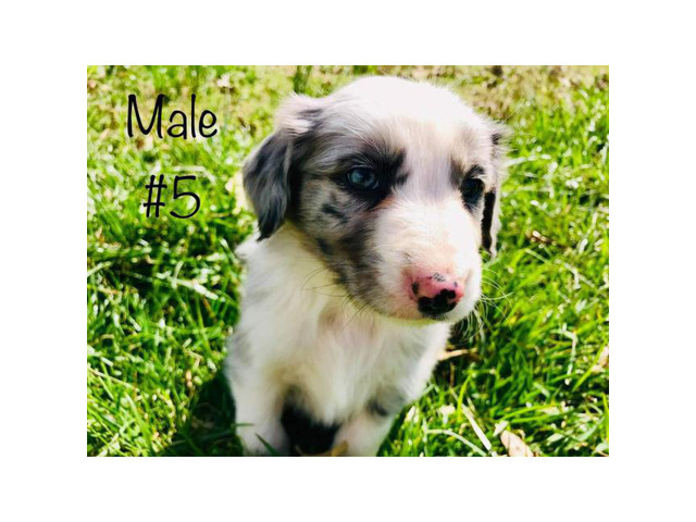 Beautiful Full blooded border collie merle and black