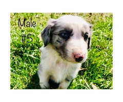 Beautiful Full blooded border collie merle and black & white - 9