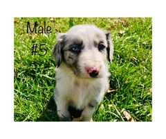 Beautiful Full blooded border collie merle and black & white - 10