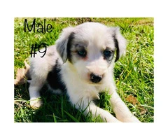 Beautiful Full blooded border collie merle and black & white - 11