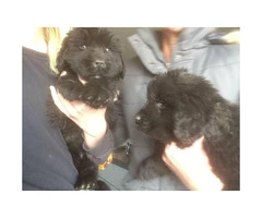 12 Weeks old Newfoundland puppies for sale - 4