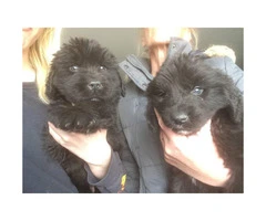 12 Weeks old Newfoundland puppies for sale - 5