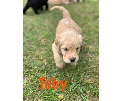 F1 Standard Labradoodle Puppies asking $1,000