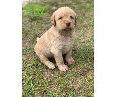 F1 Standard Labradoodle Puppies asking $1,000 - 2
