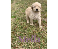 F1 Standard Labradoodle Puppies asking $1,000 - 3
