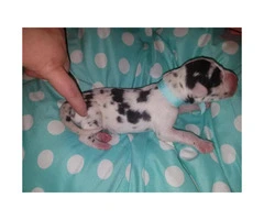 7 AKC Great Dane Puppies availabe with exceptional markings