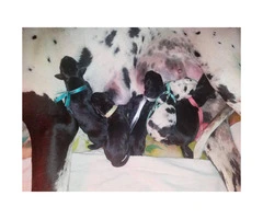 7 AKC Great Dane Puppies availabe with exceptional markings - 2